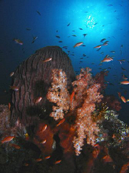 Reef scene, Tulamben by Doug Anderson 